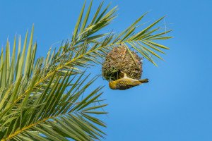 ploceus cucullatus tisserin gendarme ploceus cucullatus tisserin gendarme