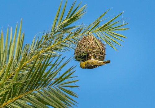  ploceus cucullatus  tisserin gendarme 