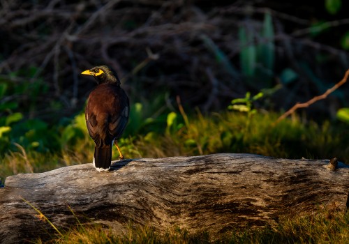 acridotheres tristis  martin triste 