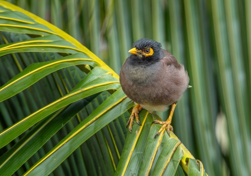 acridotheres tristis  martin triste 