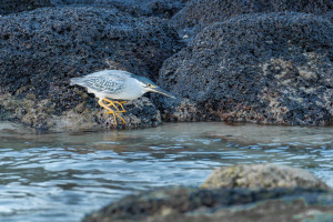 butorides striata le heron strie butorides striata le heron strie