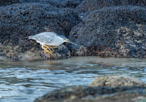 butorides striata  le heron strie 