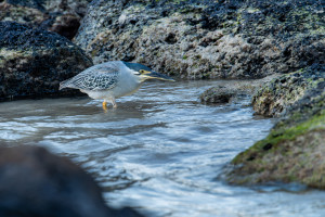 butorides striata le heron strie butorides striata le heron strie