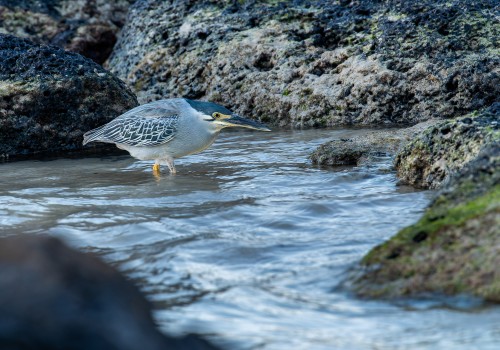 butorides striata  le heron strie 
