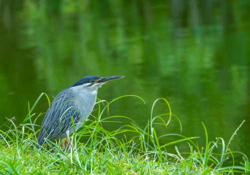 butorides striata  le heron strie 
