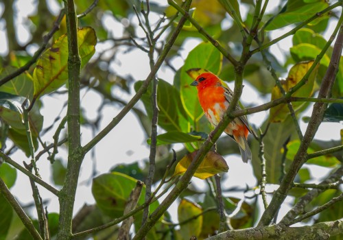 foudia madagascariensis  cardinal de madagascar 
