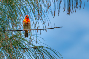 foudia madagascariensis foudi rouge foudia madagascariensis foudi rouge