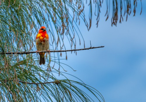 foudia madagascariensis  foudi rouge 