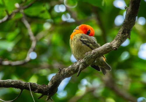 foudia rubia  cardinal de maurice 