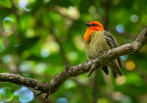 foudia rubia  cardinal de maurice 