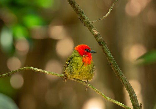 foudia rubia  cardinal de maurice 