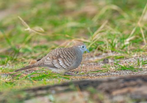 geopelia striata  geopelie zebree 