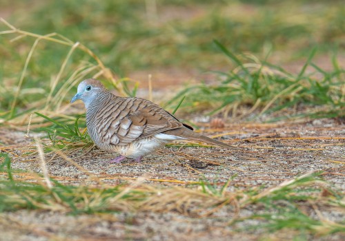 geopelia striata  geopelie zebree 