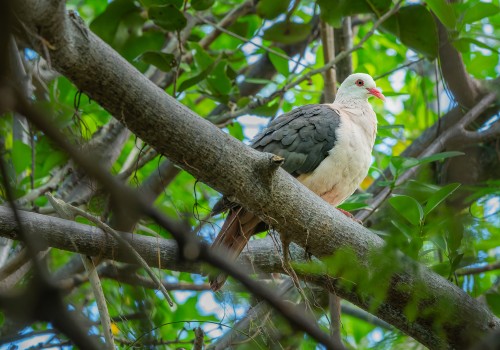 nesoenas mayeri  pigeon rose 