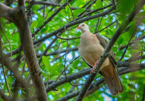 nesoenas mayeri  pigeon rose 
