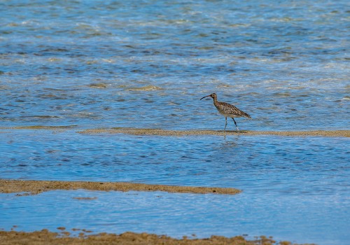 numenius phaeopus  courlis corlieu 