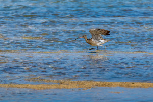 numenius phaeopus courlis corlieu numenius phaeopus courlis corlieu