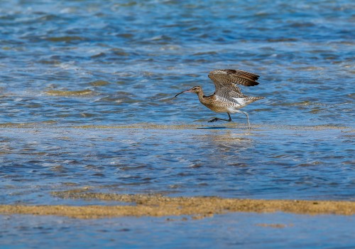 numenius phaeopus  courlis corlieu 