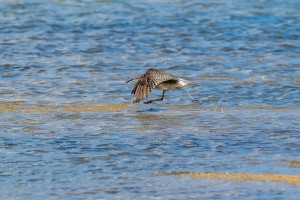 numenius phaeopus courlis corlieu numenius phaeopus courlis corlieu