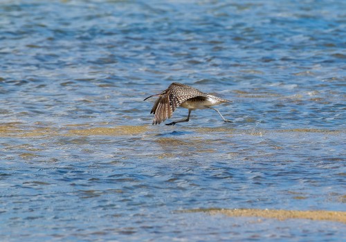 numenius phaeopus  courlis corlieu 