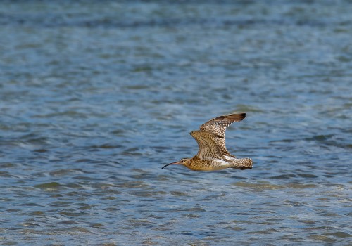 numenius phaeopus  courlis corlieu 