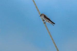 phedina borbonica hirondelle des mascareignes phedina borbonica hirondelle des mascareignes