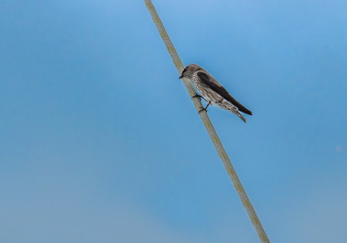 phedina borbonica  hirondelle des mascareignes 
