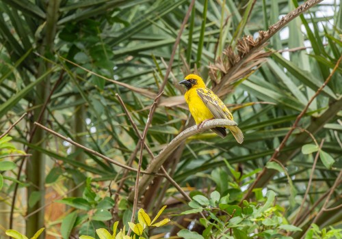 ploceus cucullatus  tisserin gendarme 