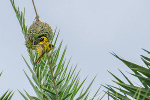 ploceus cucullatus tisserin gendarme ploceus cucullatus tisserin gendarme