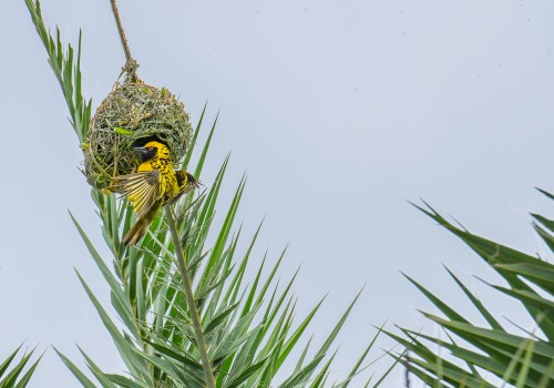 ploceus cucullatus  tisserin gendarme 