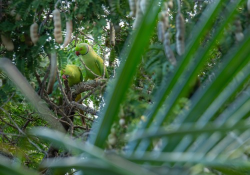 psittacula krameri  perruche a collier 