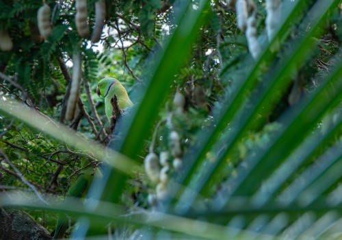 psittacula krameri  perruche a collier 