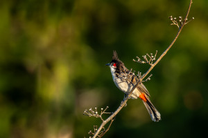 pycnonotus jocosus emeria conde pycnonotus jocosus emeria conde