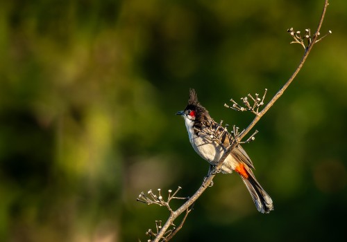 pycnonotus jocosus emeria  conde 