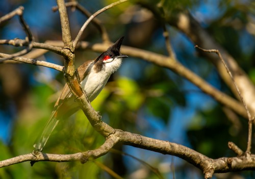 pycnonotus jocosus emeria  conde 