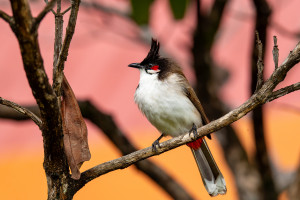 pycnonotus jocosus emeria conde ou bulbul orphee pycnonotus jocosus emeria conde ou bulbul orphee