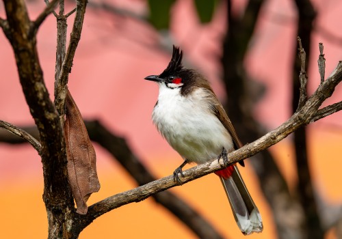 pycnonotus jocosus emeria  conde ou bulbul orphee 