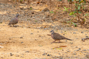 spilopelia chinensis tourterelle tigrine spilopelia chinensis tourterelle tigrine