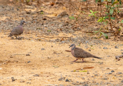 spilopelia chinensis  tourterelle tigrine 