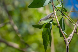 zosterops mauritianus zosterops gris de maurice ou pic pic zosterops mauritianus zosterops gris de maurice ou pic pic