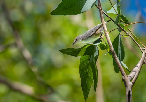 zosterops mauritianus  zosterops gris de maurice ou pic pic 