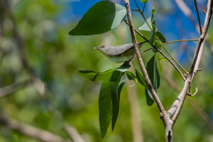 zosterops mauritianus zosterops gris de maurice ou pic pic zosterops mauritianus zosterops gris de maurice ou pic pic