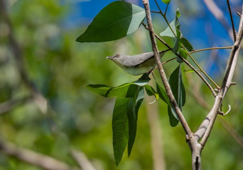 zosterops mauritianus  zosterops gris de maurice ou pic pic 