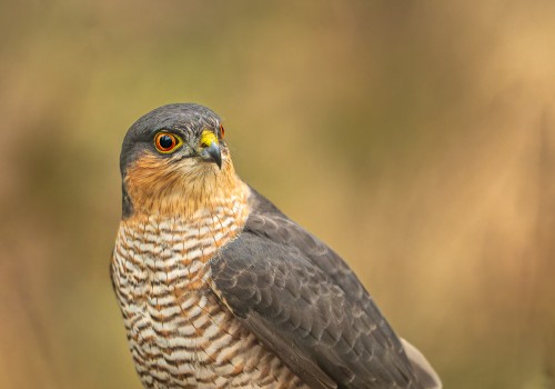 accipiter nisus  epervier d europe  male