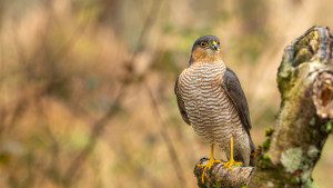 accipiter nisus epervier d europe male accipiter nisus epervier d europe male