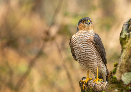 accipiter nisus  epervier d europe  male