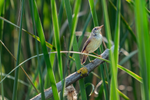 acrocephalus scirpaceus rousserolle effarvatte acrocephalus scirpaceus rousserolle effarvatte
