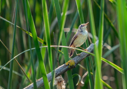 acrocephalus scirpaceus  rousserolle effarvatte 