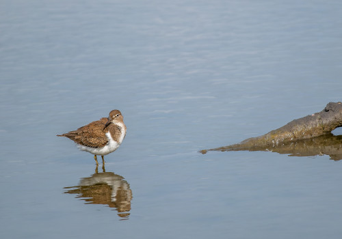 actitis hypoleucos  chevalier guignette 