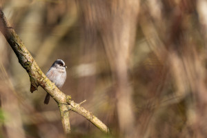 aegithalos caudatus orite a longue queue aegithalos caudatus orite a longue queue